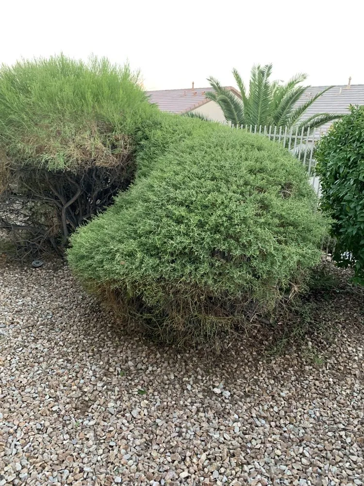 Affordable yard maintenance in Las Vegas, NV by JTS Lawn Care Services