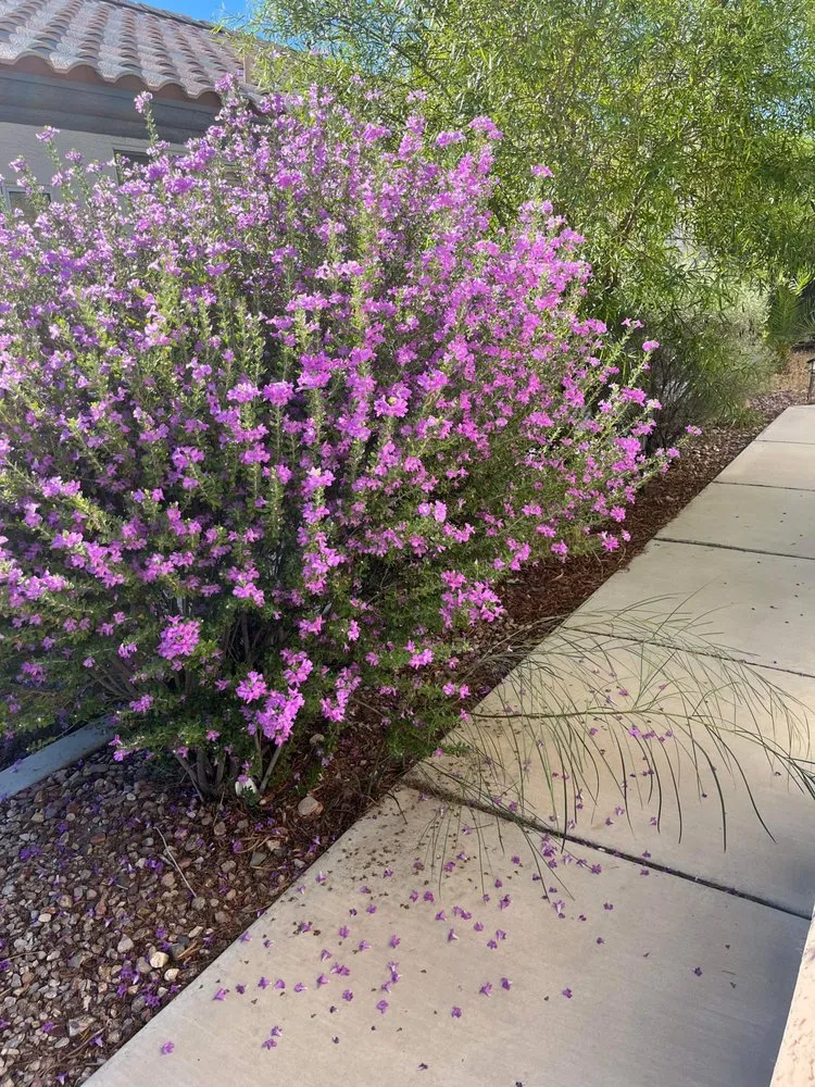 Top-rated lawn mowing service in Las Vegas, NV - JTS Lawn Care Services