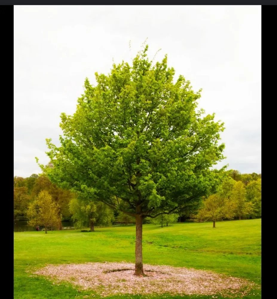 Expert landscape installation in Ingleside, IL by JT's Mosquito Care