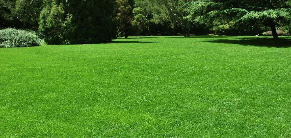 Affordable yard cleanup service experts serving Ingleside, IL - JT's Mosquito Care