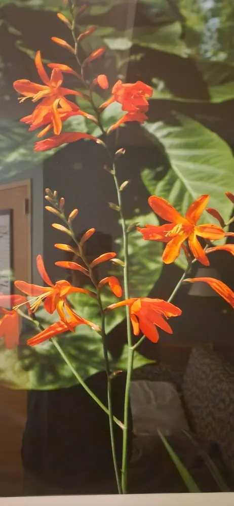 Affordable lawn mowing service with custom design across Saint Pauls, NC - JT's Professional Yard Designing