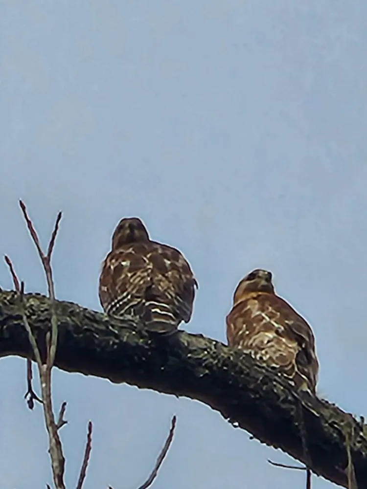 Affordable landscape design with custom design across Saint Pauls, NC - JT's Professional Yard Designing