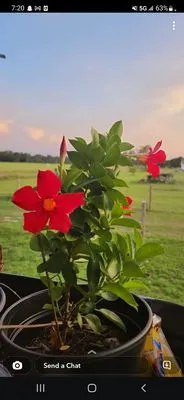 JT's Professional Yard Designing