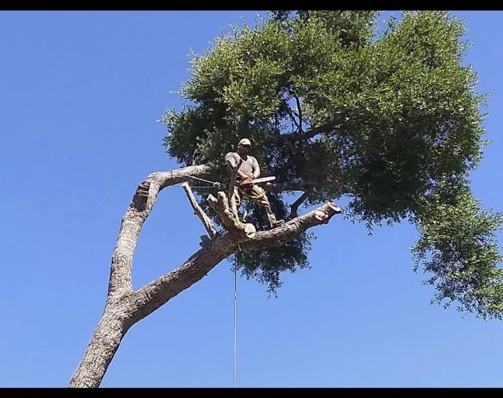 Custom residential landscaping for residential properties in Jacksonville, FL by JTS unlimited