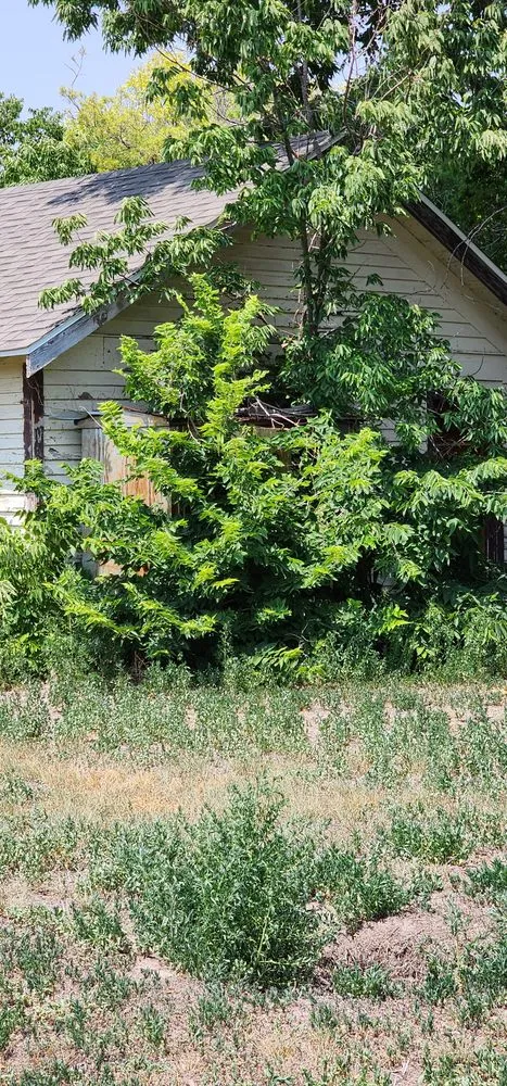 Reliable yard cleanup service experts serving Chappell, NE - JT's Yard Services