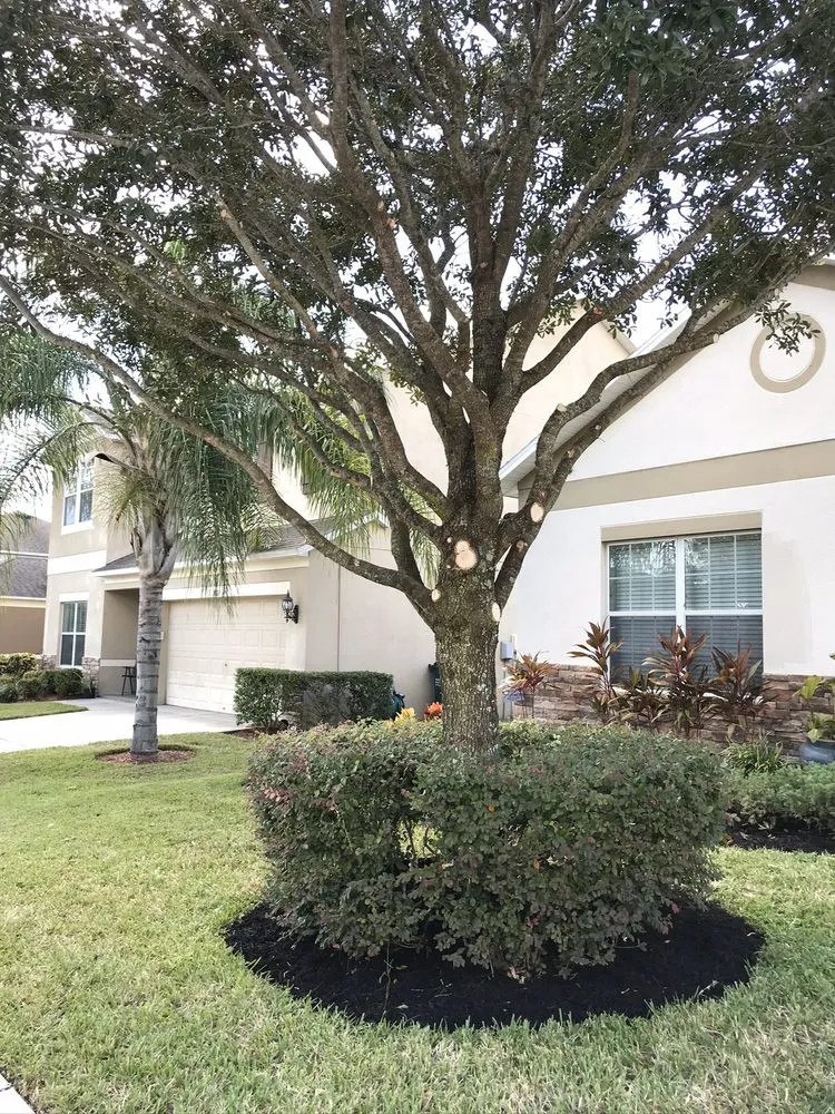 Local landscape design in Tampa, FL - Juan & Sons Landscaping