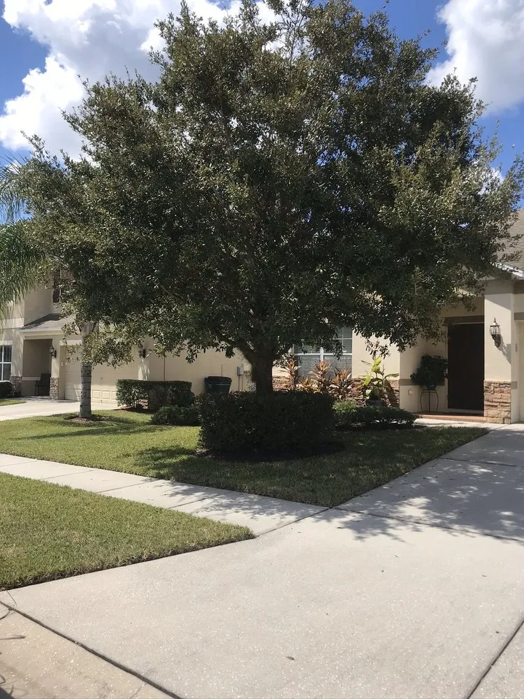 Reliable yard cleanup service in Tampa, FL by Juan & Sons Landscaping