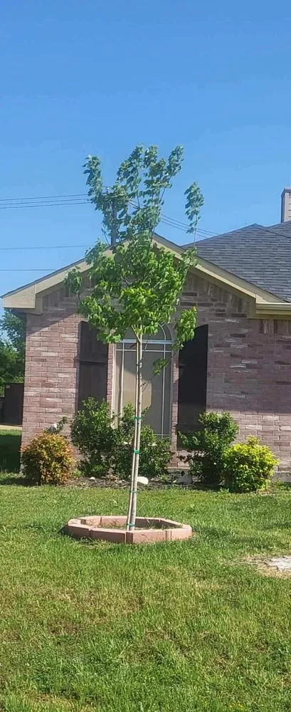 Expert landscaping services with custom design in Dallas, TX by Juan Cortez