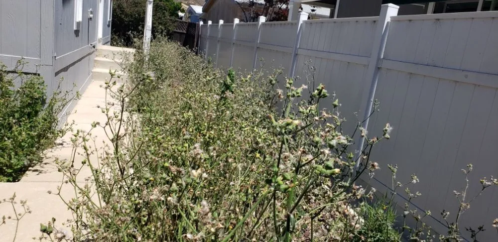 Expert landscaping services for year-round maintenance in San Luis Obispo, CA by Juan Delgado Gardening Services