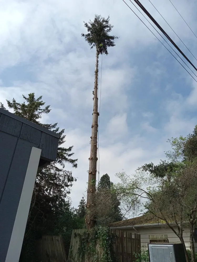 Professional lawn care service in Belfair, WA by Juan G Landscaping & Tree Service