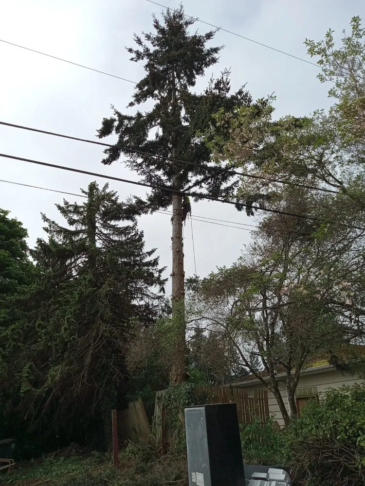 Affordable yard cleanup service for outdoor upgrades across Belfair, WA - Juan G Landscaping & Tree Service