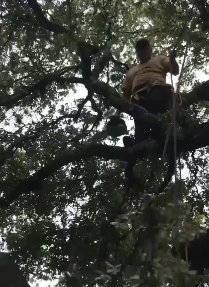 Expert lawn mowing service for homes in Seguin, TX by Juan Jaramillo Tree Service