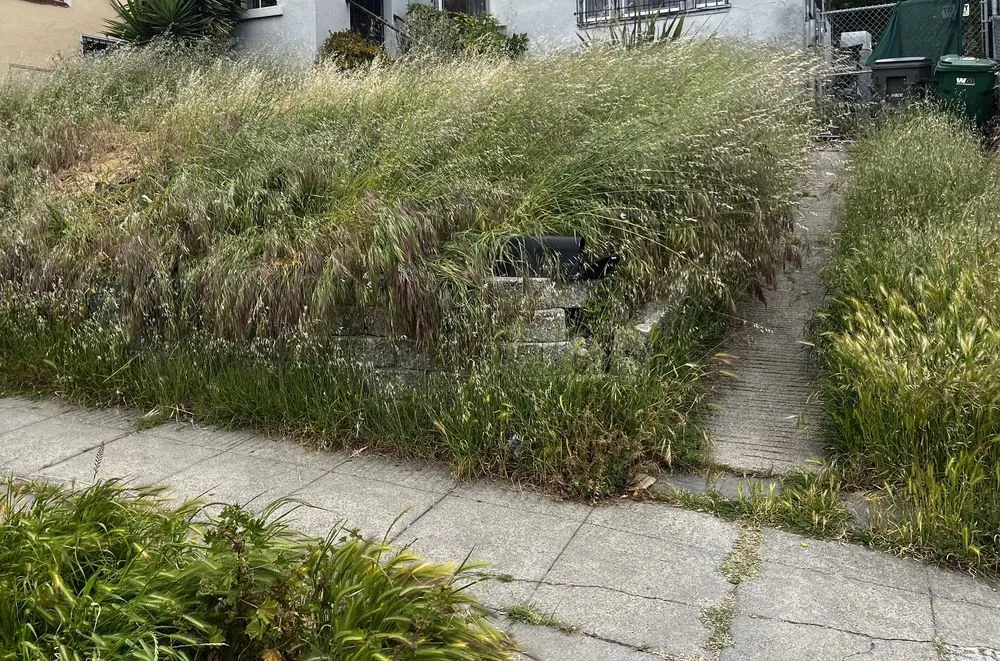 Expert yard maintenance in Oakland, CA - Juan Landscaping & Gardening Service