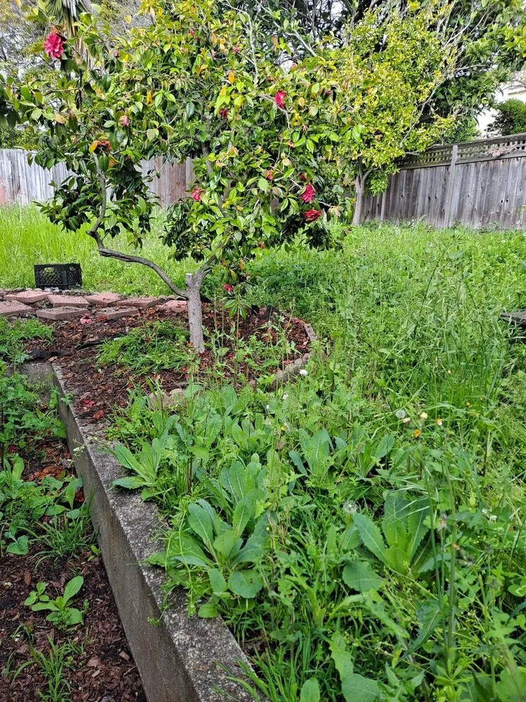 Top-rated outdoor landscaping in Oakland, CA by Juan Landscaping & Gardening Service