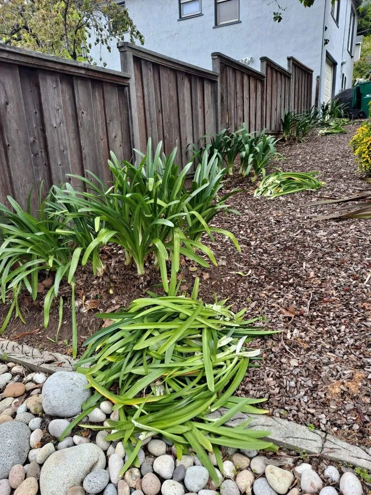 Reliable landscape design for year-round maintenance in Oakland, CA by Juan Landscaping & Gardening Service