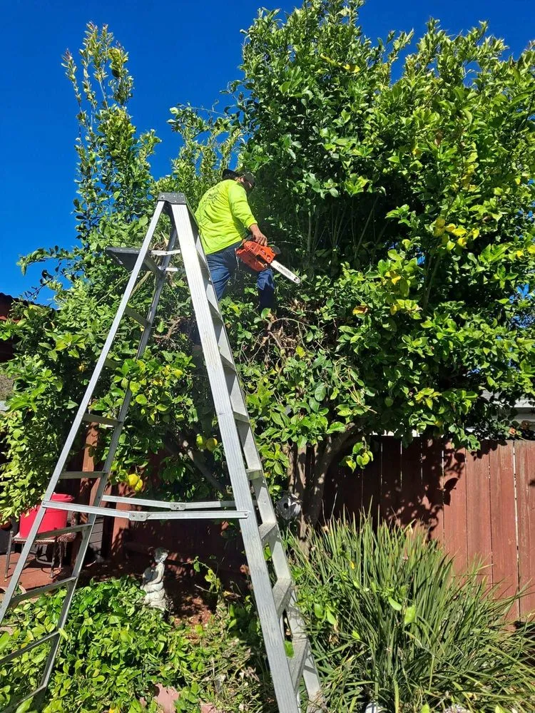 Expert outdoor landscaping in Oakland, CA - Juan Landscaping & Gardening Service