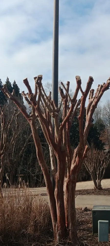 Trusted landscape installation in Canton, GA by Juan Landscaping