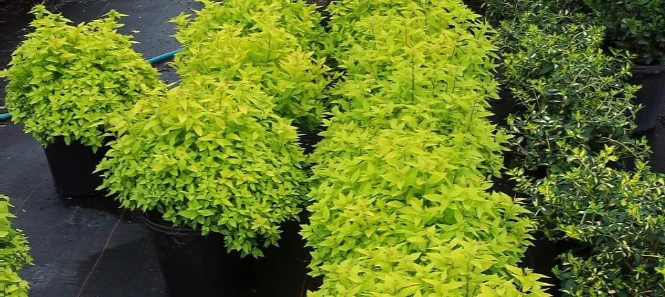 Custom landscape installation experts serving Aurora, IL - Juan Lopez Tree Service