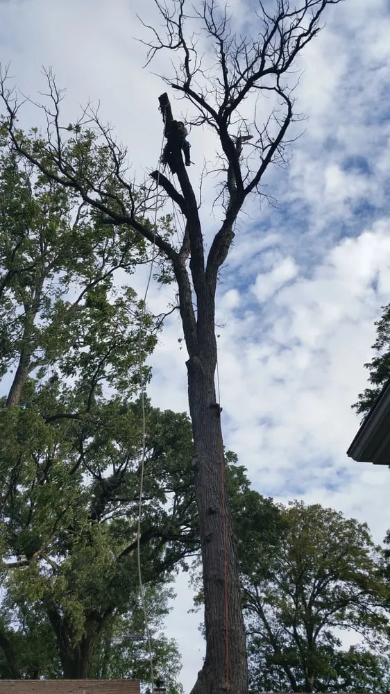 Reliable lawn mowing service in Aurora, IL - Juan Lopez Tree Service