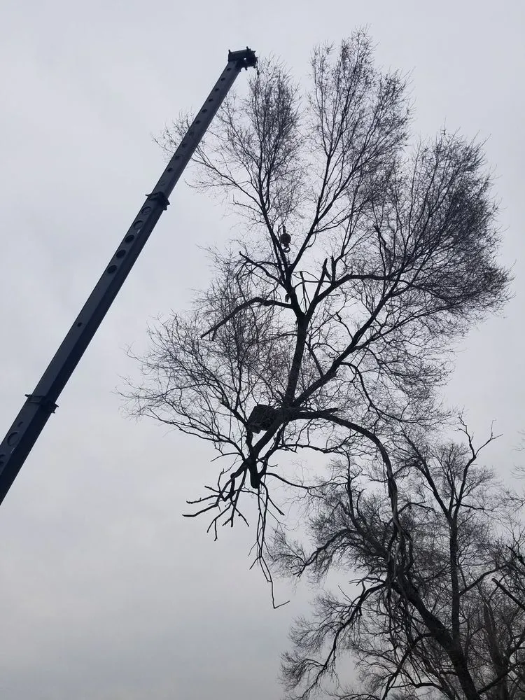 Top-rated landscape installation for beautiful yards across Aurora, IL - Juan Lopez Tree Service