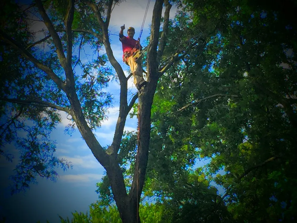 Local lawn mowing service in Aurora, IL by Juan Lopez Tree Service