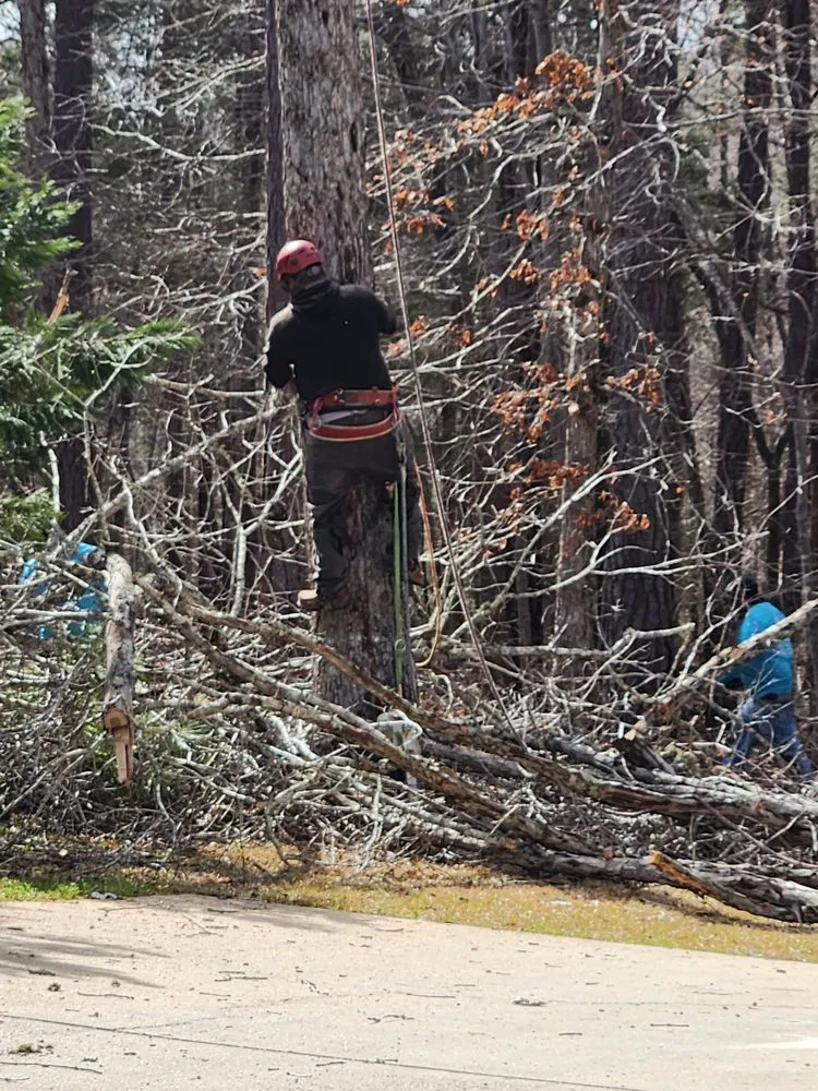 Professional landscaping services for outdoor upgrades in Lugoff, SC by Juan Mata Lawn Care Services