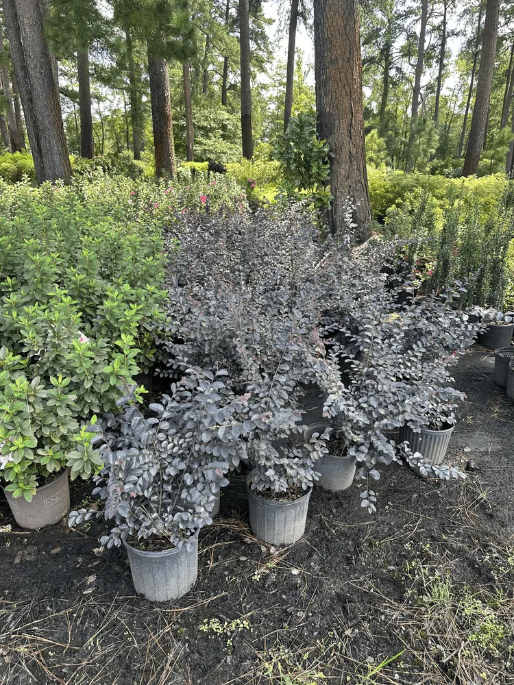 Expert lawn care service in Lugoff, SC - Juan Mata Lawn Care Services