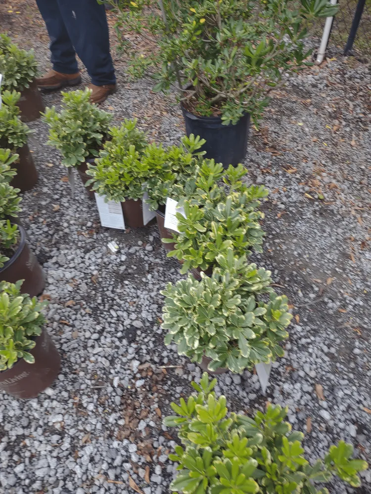 Trusted yard maintenance experts serving Lugoff, SC - Juan Mata Lawn Care Services