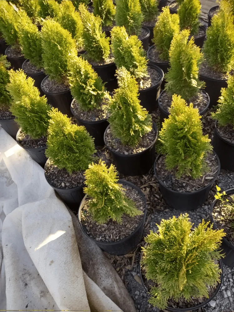 Affordable outdoor landscaping for residential properties in Lugoff, SC by Juan Mata Lawn Care Services