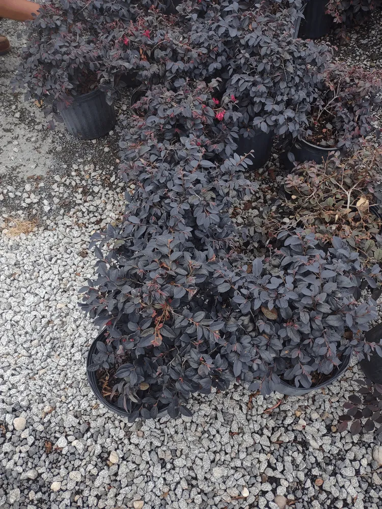 Local residential landscaping for outdoor upgrades in Lugoff, SC by Juan Mata Lawn Care Services