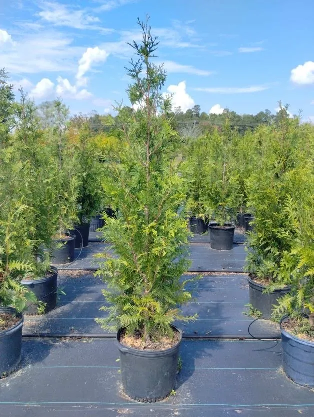 Trusted lawn care service experts serving Lugoff, SC - Juan Mata Lawn Care Services