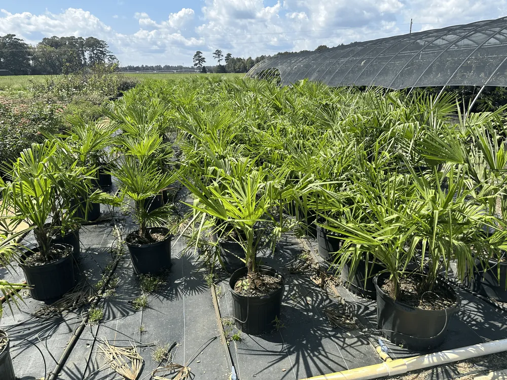 Reliable yard cleanup service for year-round maintenance across Lugoff, SC - Juan Mata Lawn Care Services