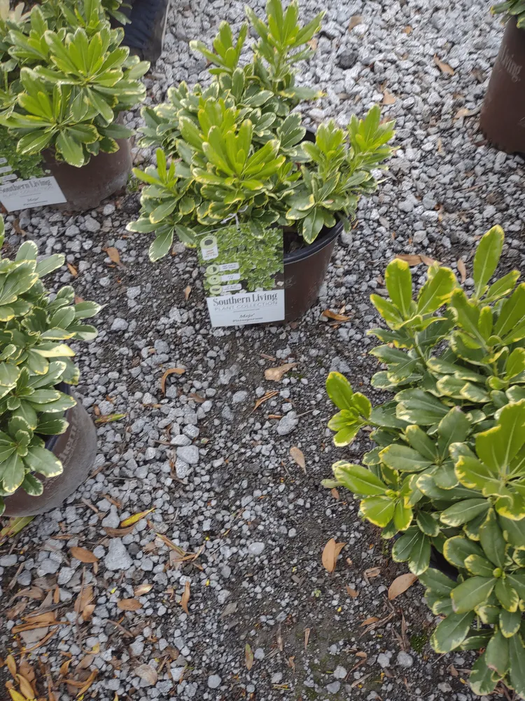 Trusted landscape design in Lugoff, SC by Juan Mata Lawn Care Services