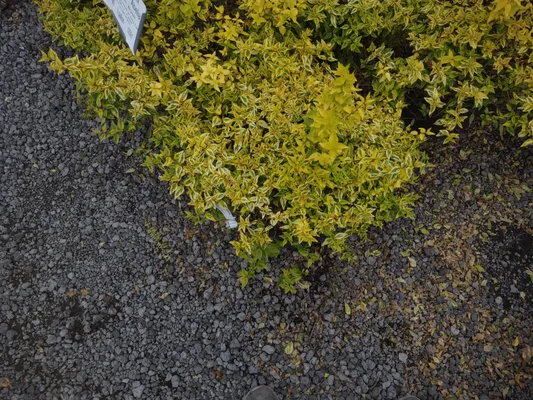 Juan Mata Lawn Care Services