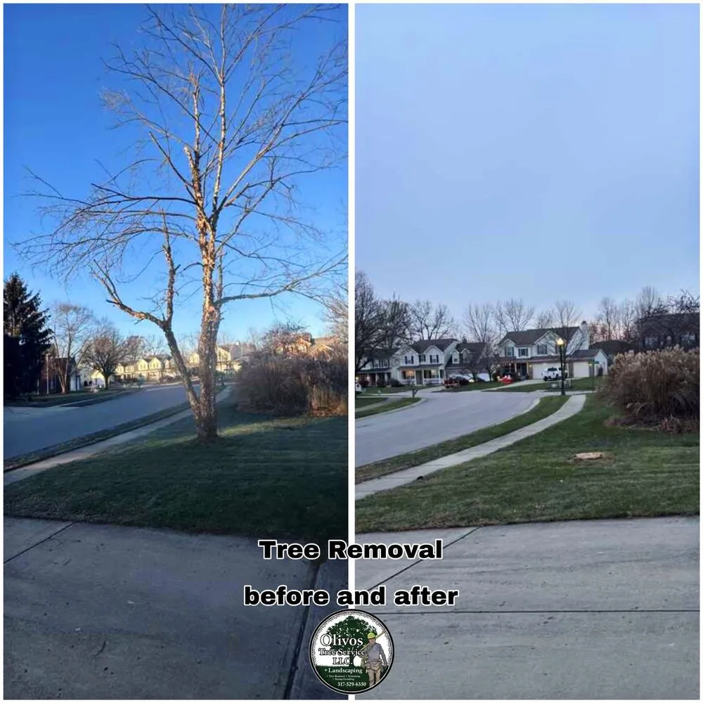 Top-rated landscaping services near you in Plainfield, IN by Juan Olivos Tree Services plus Landscaping