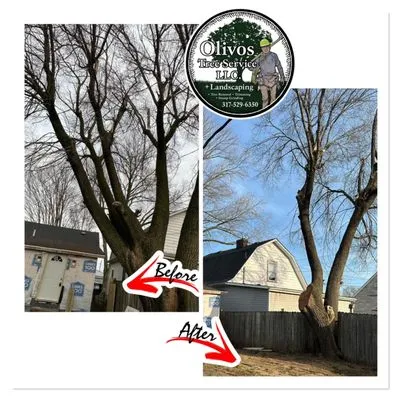 Juan Olivos Tree Services plus Landscaping