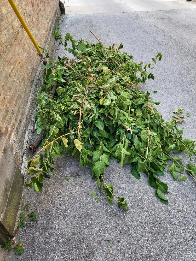 Local yard maintenance for beautiful yards in Chicago, IL by Juan Patino