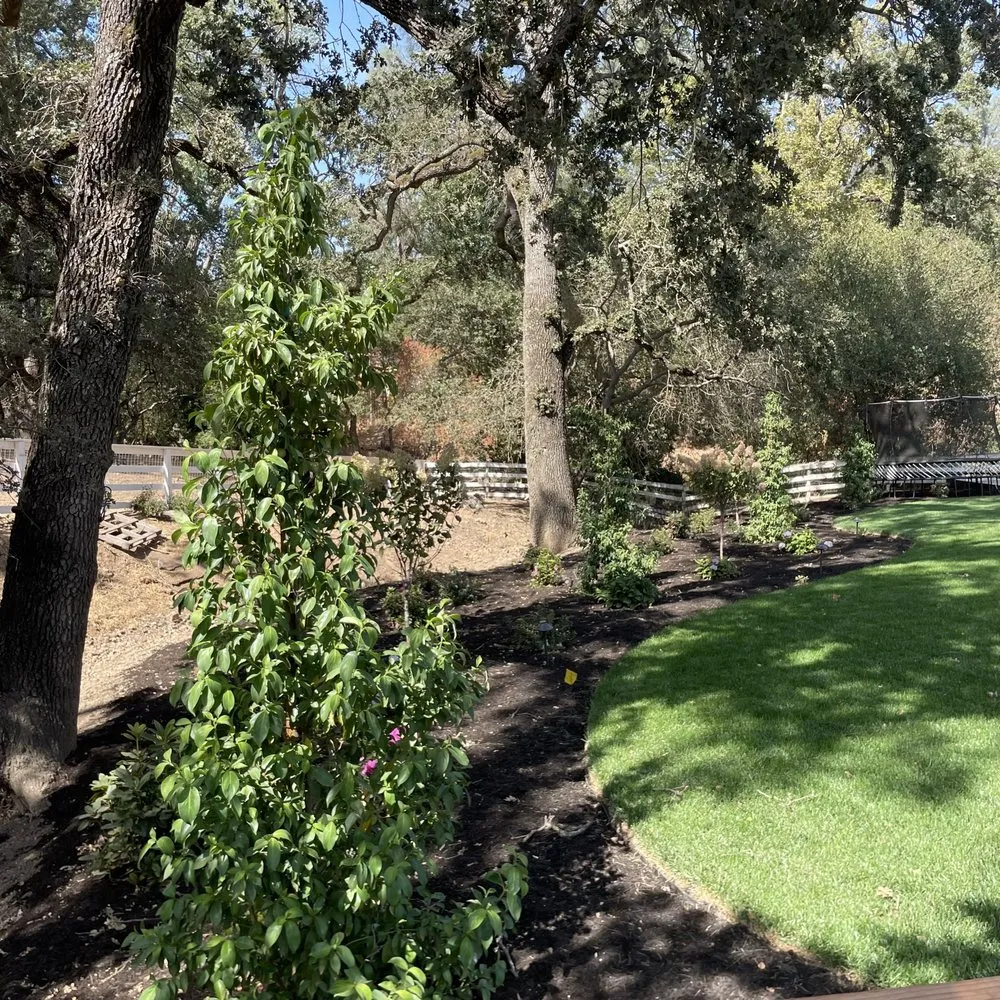 Local yard cleanup service in Clayton, CA - Juan Rios Landscaping