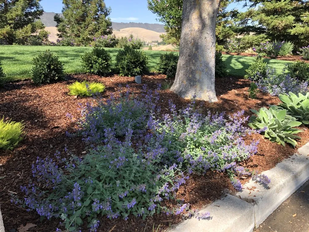 Professional residential landscaping in Clayton, CA by Juan Rios Landscaping