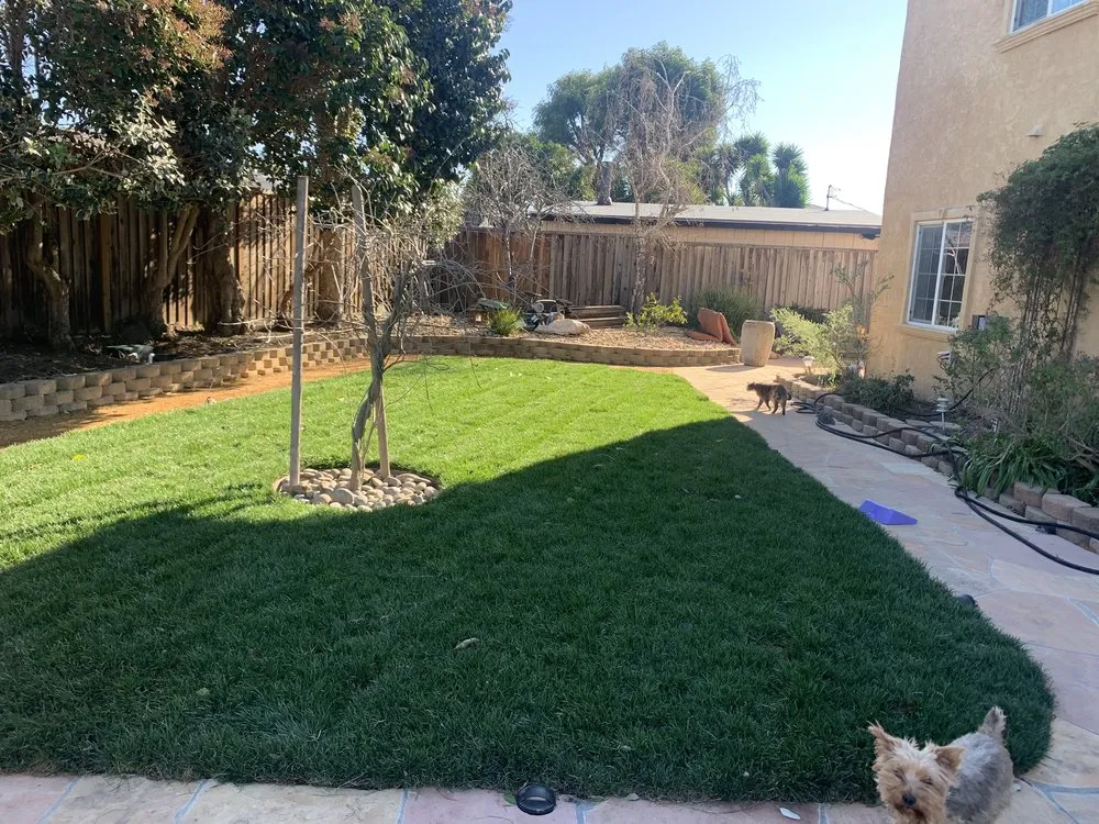 Expert yard maintenance for year-round maintenance in Fremont, CA by Juan Rodriguez Landscaping