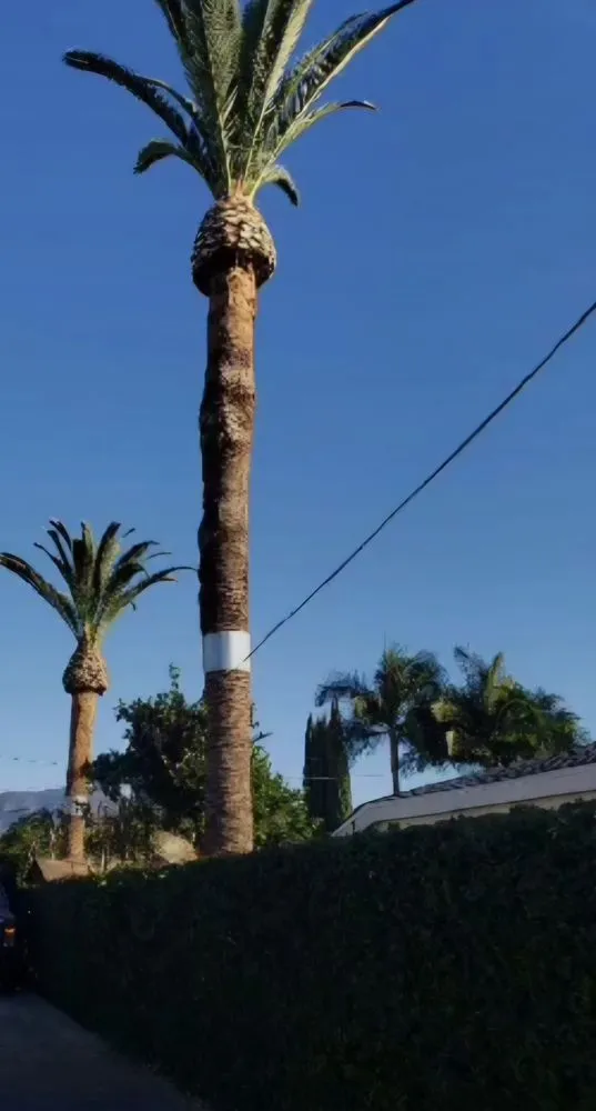 Affordable landscape installation for year-round maintenance across Los Angeles, CA - Juan Tree Services