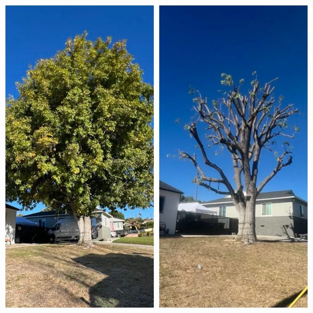 Trusted residential landscaping with custom design across Los Angeles, CA - Juan Tree Services