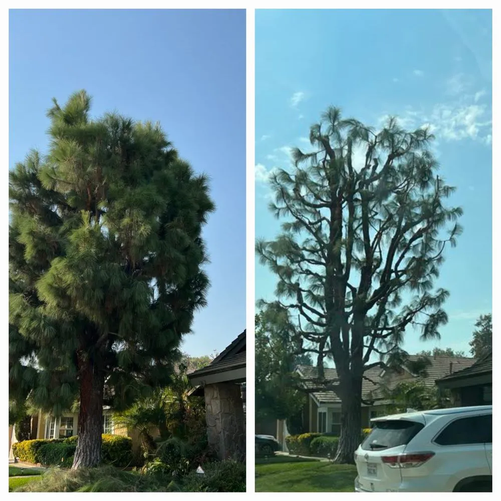 Professional garden landscaping in Los Angeles, CA by Juan Tree Services