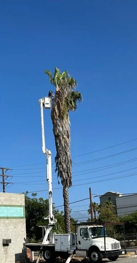 Top-rated lawn mowing service in Los Angeles, CA by Juan Tree Services