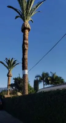 Juan Tree Services Logo