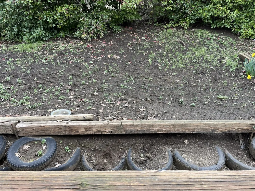 Reliable lawn mowing service for year-round maintenance in Eugene, OR by Juanito's Landscape Service