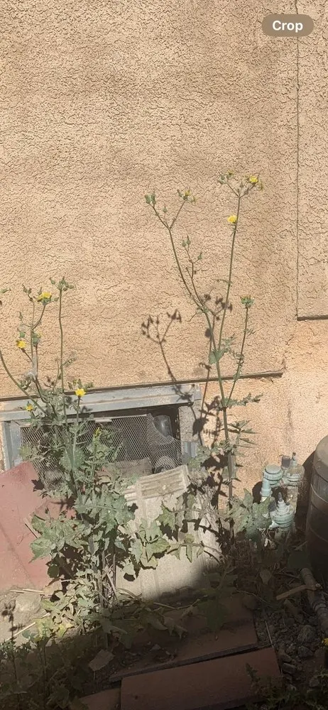 Reliable residential landscaping for year-round maintenance across Ontario, CA - Juan's Gardening Service