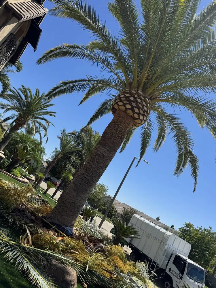 Local landscape design for year-round maintenance in Ontario, CA by Juan's Gardening Service