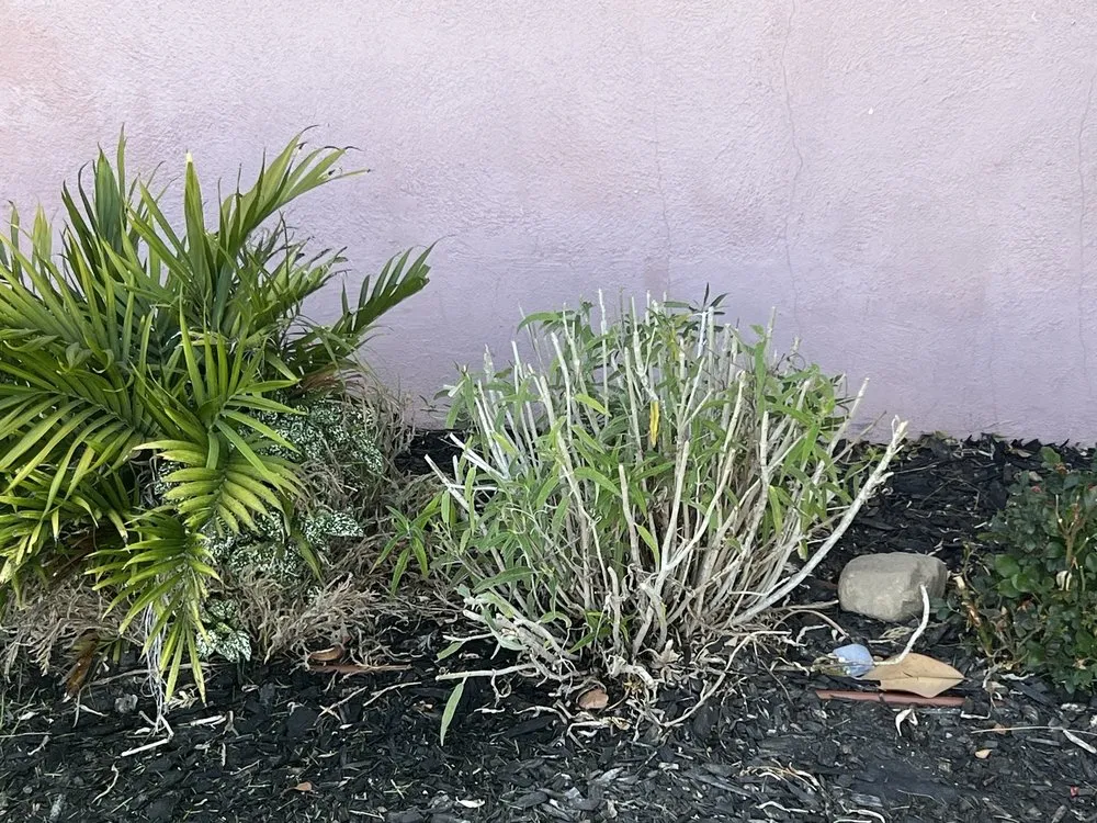 Trusted yard cleanup service for outdoor upgrades across Ontario, CA - Juan's Gardening Service