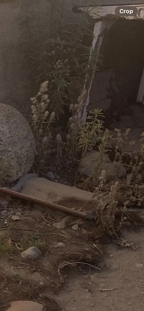 Affordable lawn care service with custom design in Ontario, CA by Juan's Gardening Service